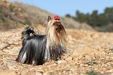YORKSHIRE TERRIER 183
